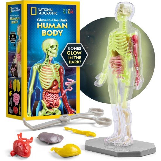 National Geographic Human Body Model