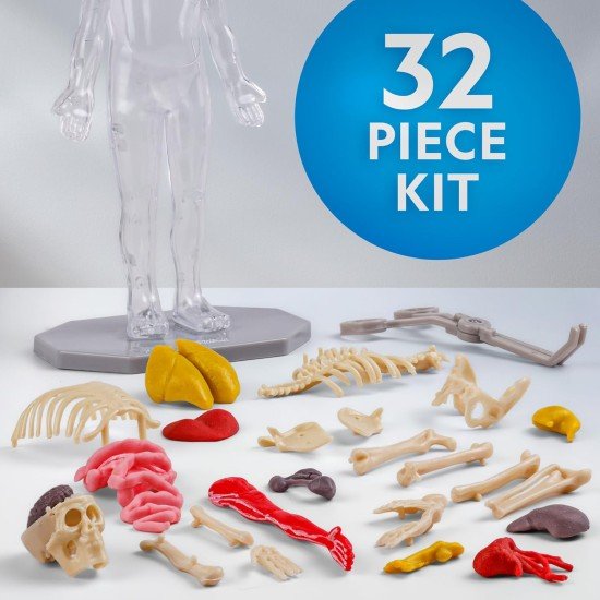 National Geographic Human Body Model