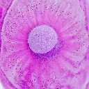 71EnEaDPxcL._AC_SL1000_.webp