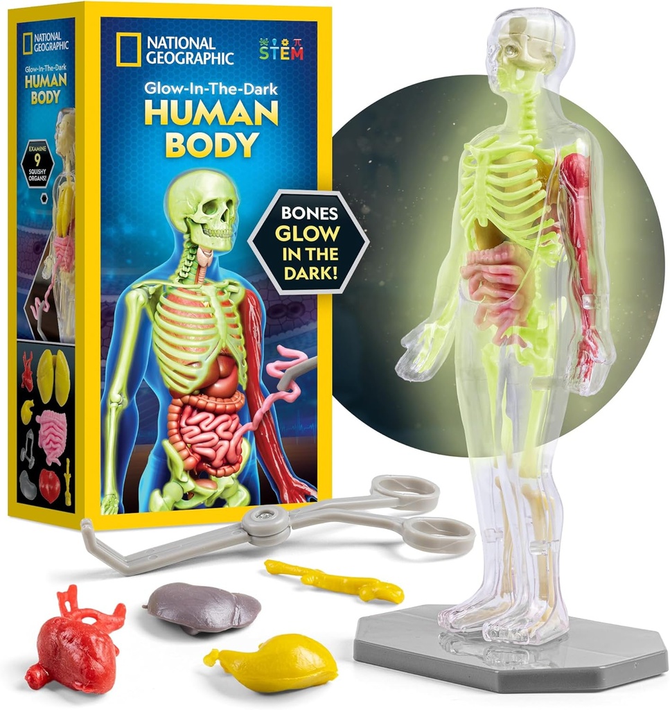 National Geographic Human Body Model